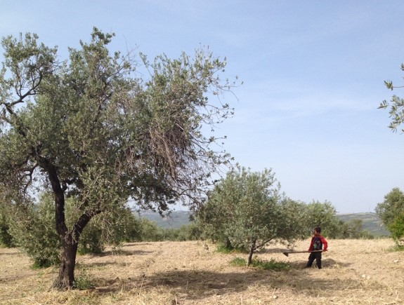 Syrian refugee child works in olive grove