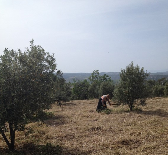 Syrian refugee woman works in olive grove